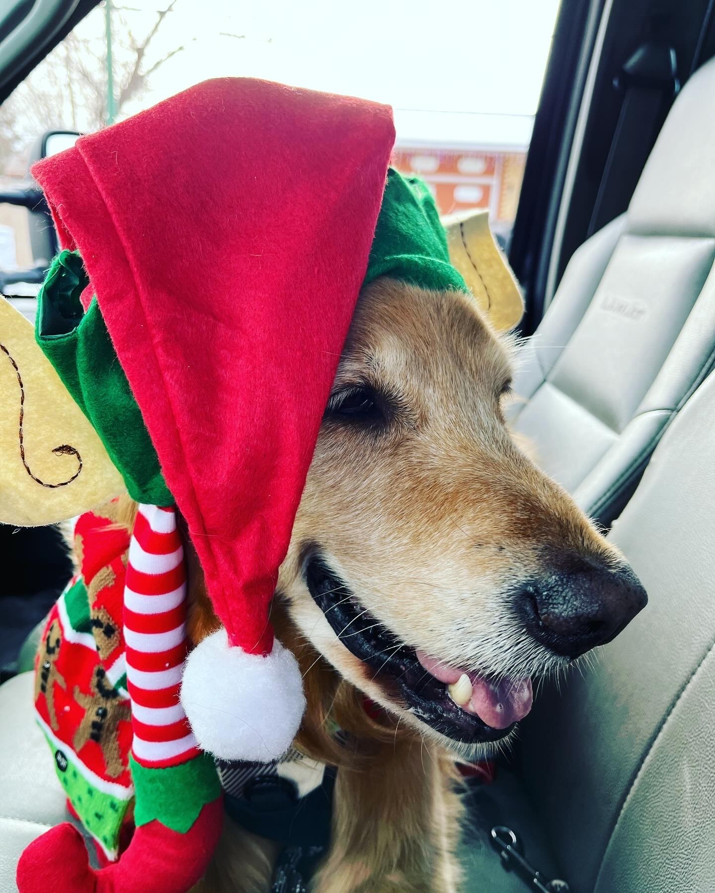 Not Every Dog is Maya Fund