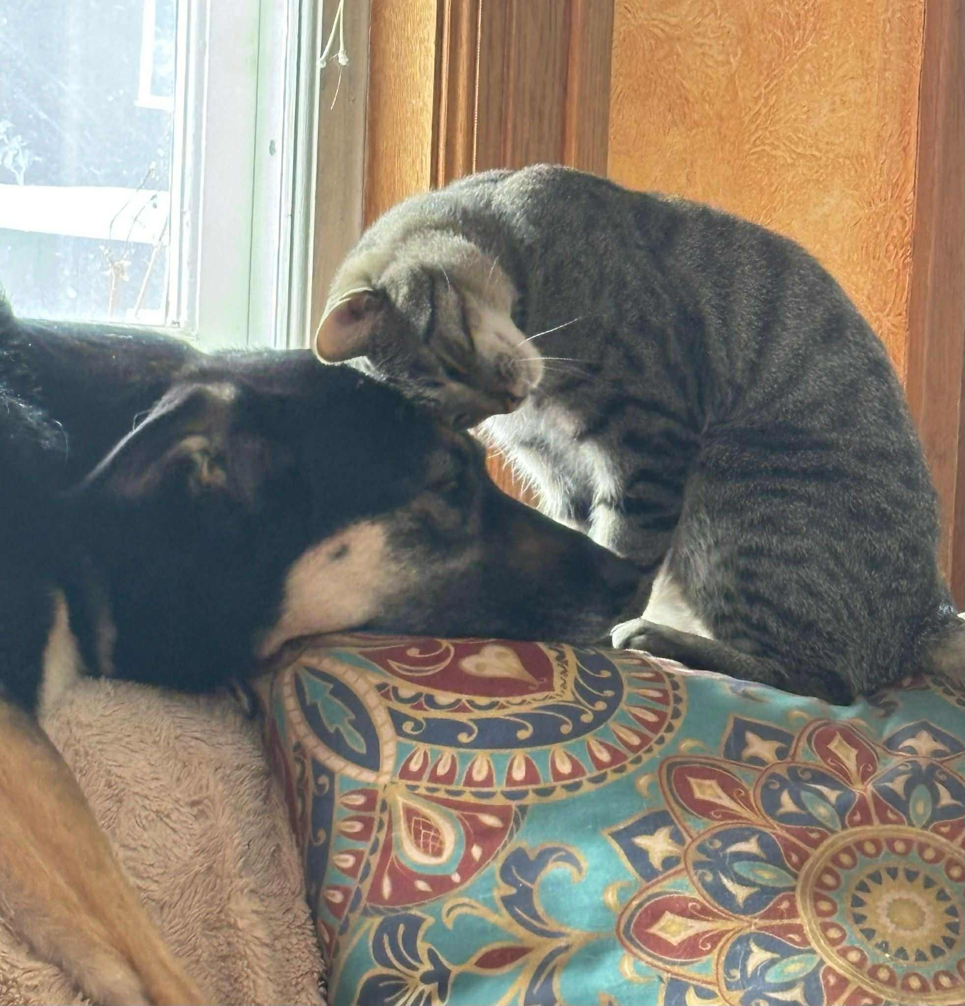 Spay it Forward: The Stefani Langenegger Legacy Fund